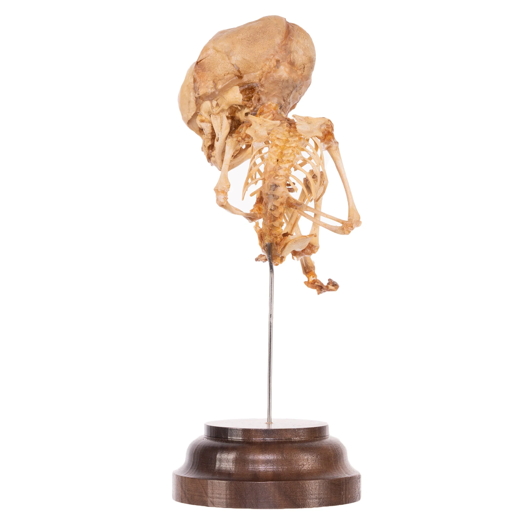 Real Research Quality Human Fetal Skeleton On Stand - Skulls Unlimited