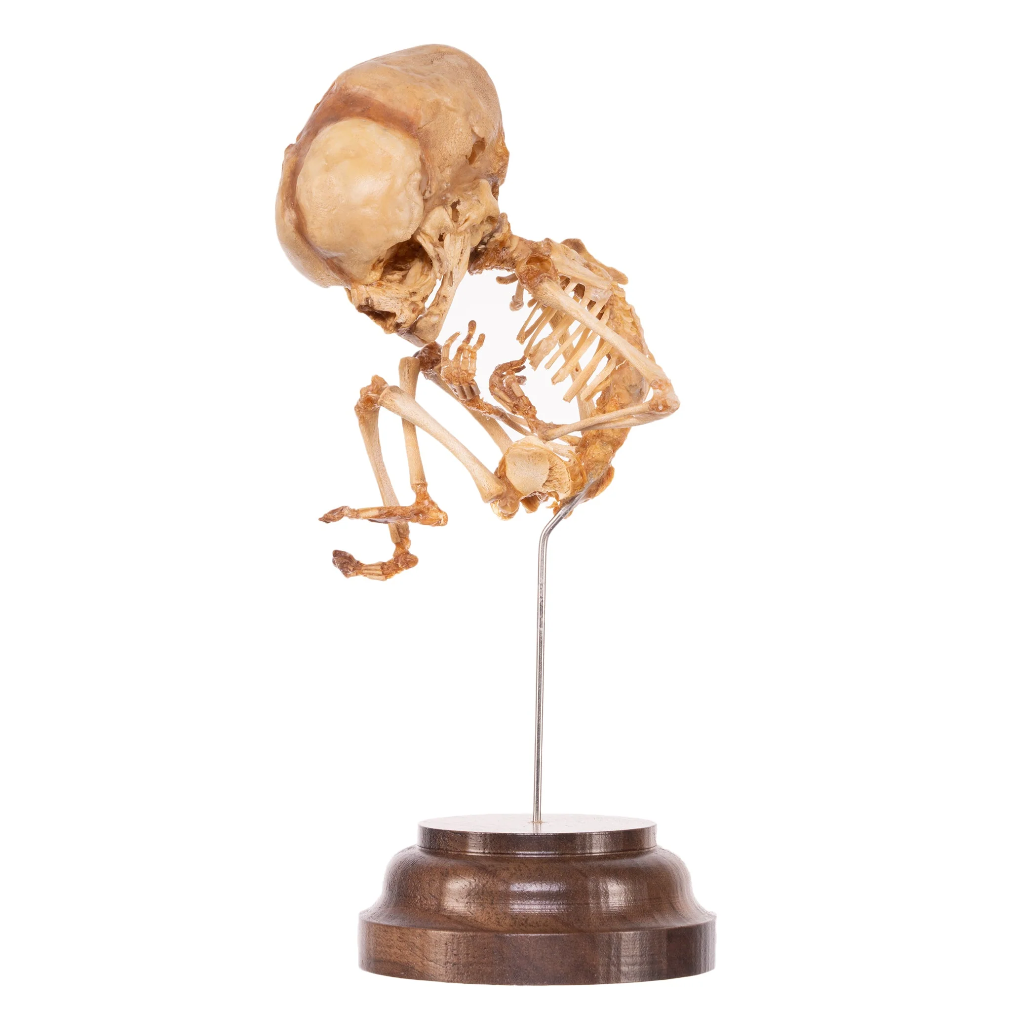 Real Research Quality Human Fetal Skeleton On Stand - Skulls Unlimited